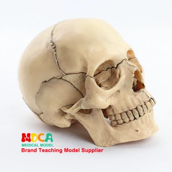 1/2 Lifesize 15 Dalys Išmontuotos Kaukolės Anatomijos Modelis Medicinos Anatomijos Mokymo Priemonės Nuotrauka 2
