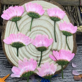 120pcs Pusėje Spaudžiamas Rožinė Džiovinti Daisy Gėlių Augalų Herbariumas Papuošalai iPhone Telefono dėklas Foto Rėmelis 