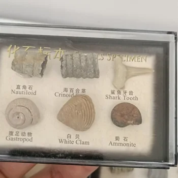 1pc Gamtos paleontological lieka egzempliorių mokslinio tyrinėjimo vaikus Mokyti pavyzdys-box dovanų Kolekcija