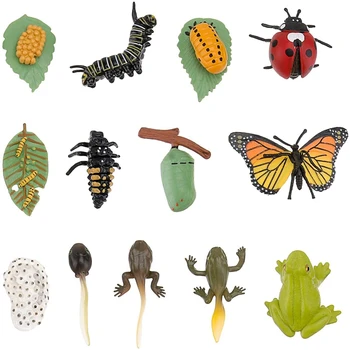 3 Rinkiniai Vabzdžių Figūrėlės Gyvavimo Ciklo Drugelis Varlė Biedronka Safariology Augimo Ciklo Modelį Švietimo Žaislas